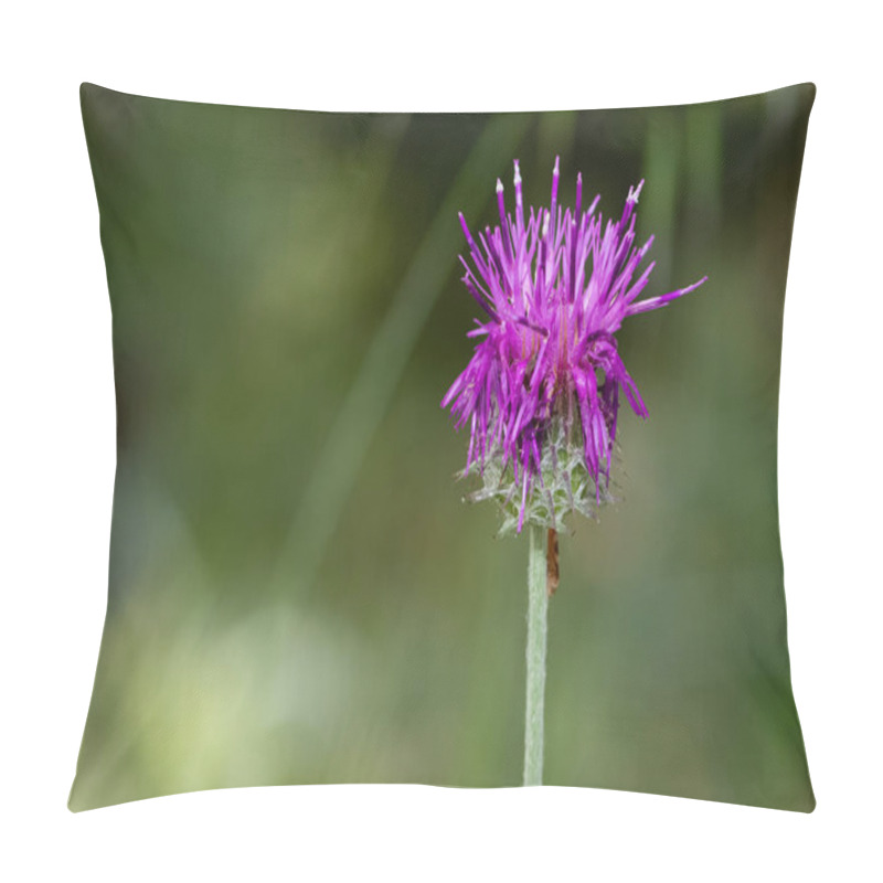 Personality  Natural Thorns And Gorgeous Thorn Photos Pillow Covers