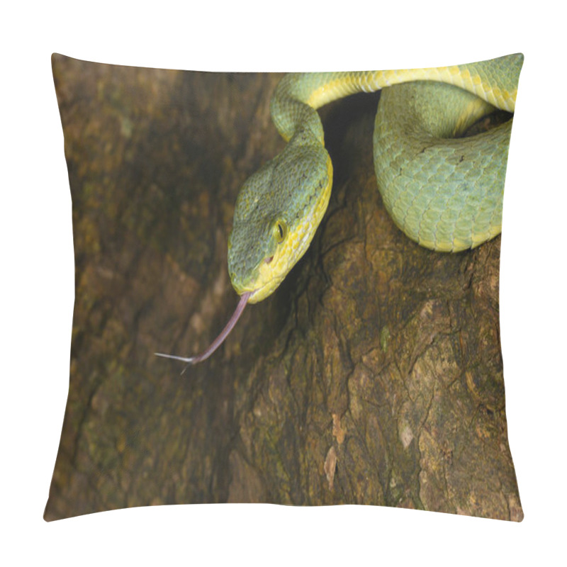 Personality  Bamboo Pit Viper Flicking Tongue, Trimeresurus Gramineus, Matheran, Maharashtra, India Pillow Covers