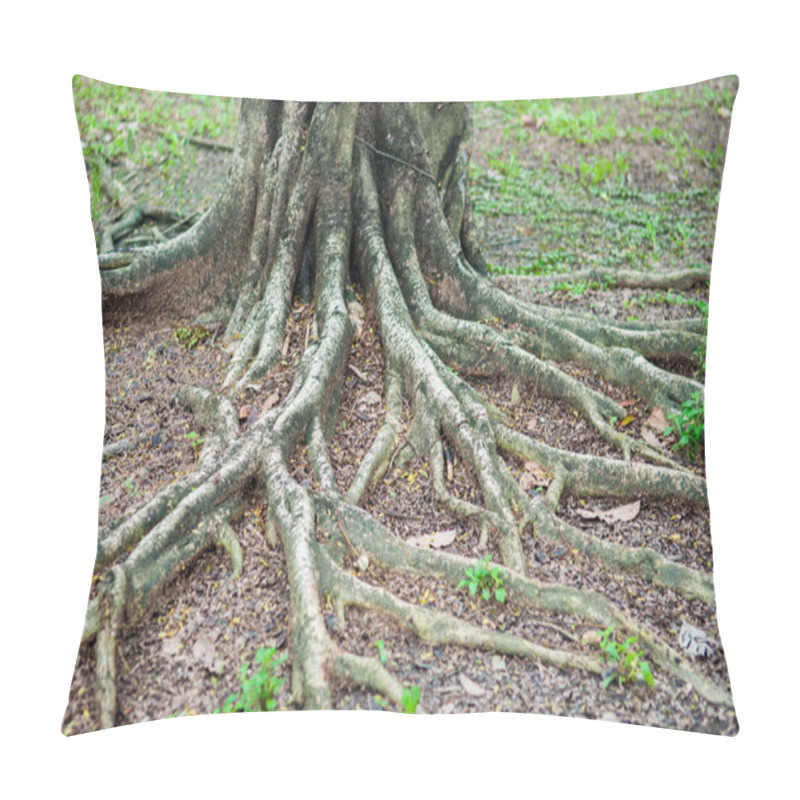 Personality  Roots Tree In Park Pillow Covers