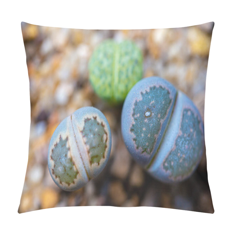 Personality  Lithops Are Popular Novelty House Plants And Many Specialist Succulent Growers Maintain Collections Pillow Covers