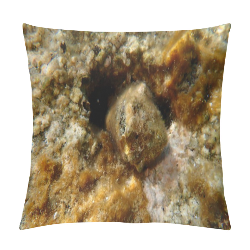 Personality  Southern Oyster Drill Or Redmouthed Rocksnail (Stramonita Haemastoma) Undersea, Aegean Sea, Greece, Halkidiki, Kakoudia Beach Pillow Covers