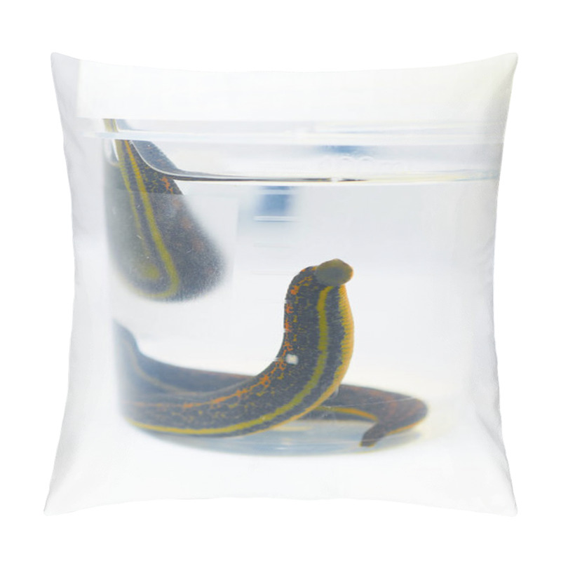 Personality  Hirudotherapy. Medical Leeches In A Glass In Water Pillow Covers