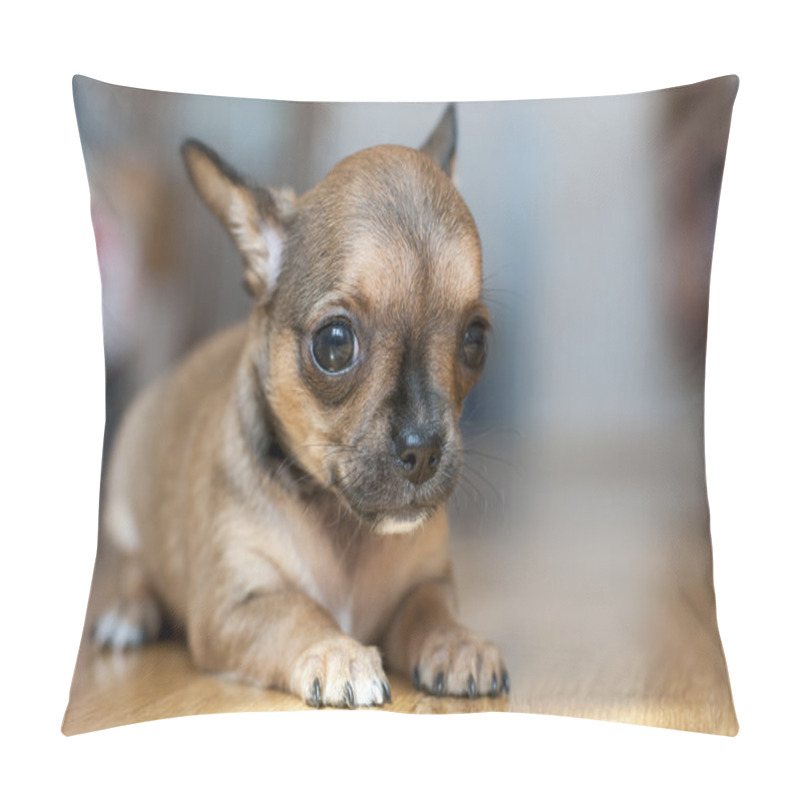 Personality  Little Red Sable Chihuahua Puppy Pillow Covers