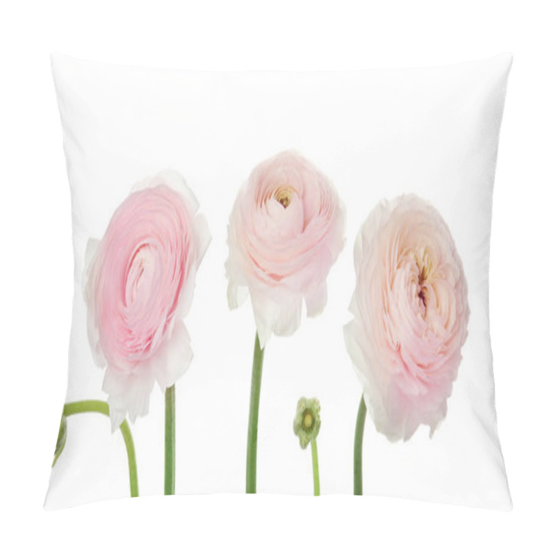 Personality  Beautiful Spring Ranunculus Flowers Isolated On White Pillow Covers