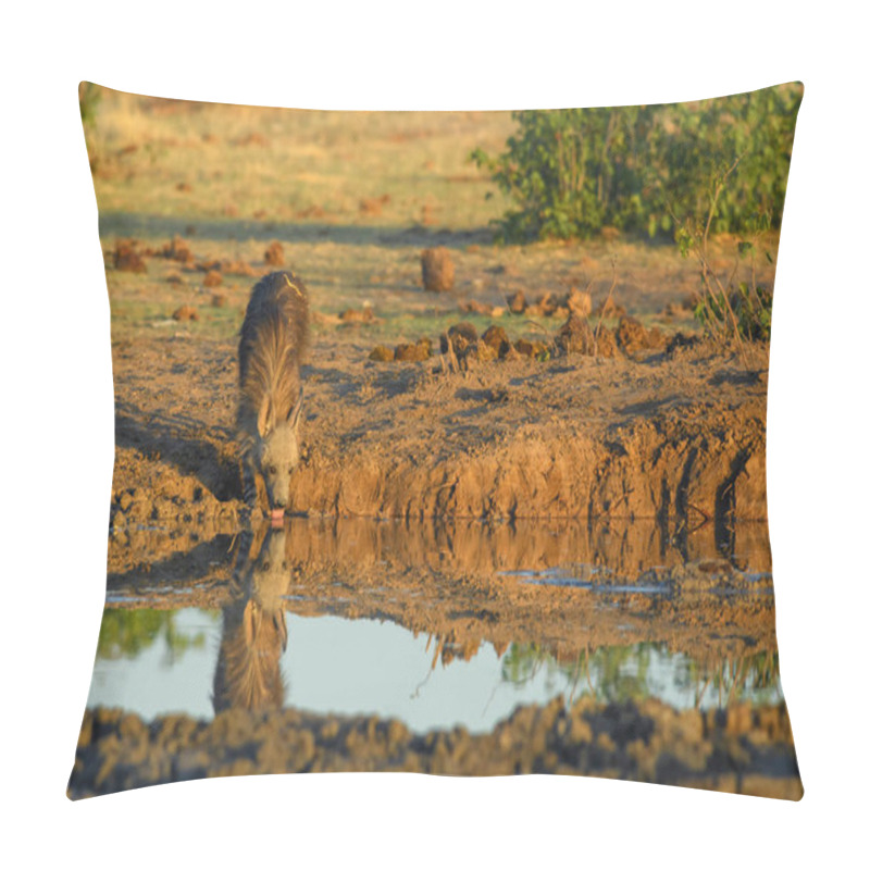 Personality  Brown Hyena - Hyaena Brunnea, Rare Shy Carnivore From African Bushes, Etosha National Park, Namibia. Pillow Covers