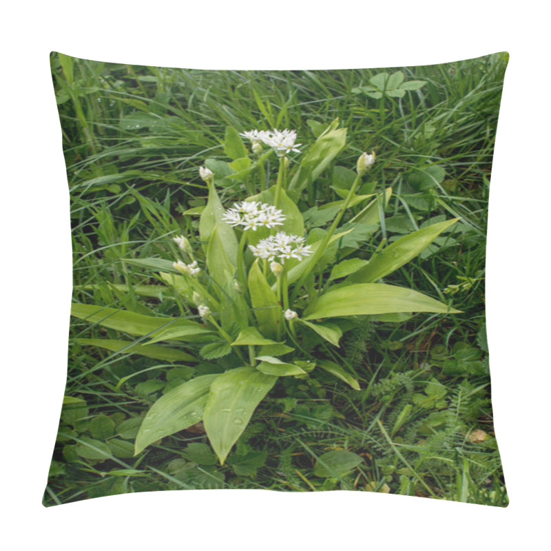 Personality  Ramson Or Wild Leek, Allium Ursinum, During Flowering Pillow Covers