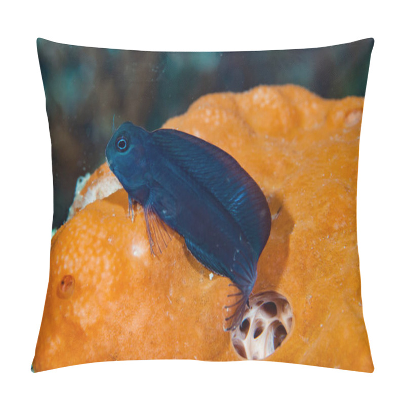 Personality  Black Blenny Atrosalarias Fuscus Pillow Covers