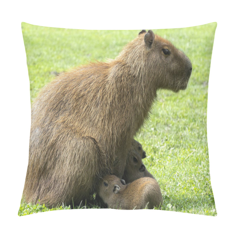 Personality  Female Capybara, Hydrochoerus Hydrochaeris, Breastfeeding Pillow Covers