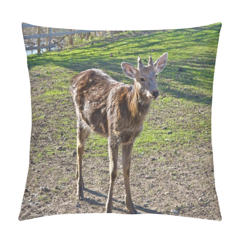 Personality  Forest Reindeer On A Green Meadow. Pillow Covers