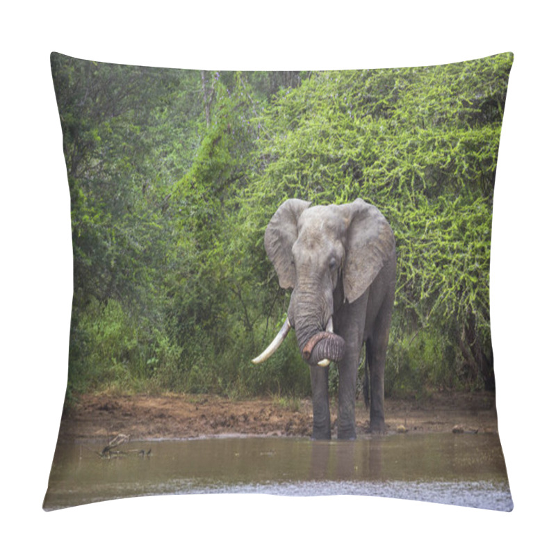 Personality  African Bush Elephant In Kruger National Park, South Africa Pillow Covers