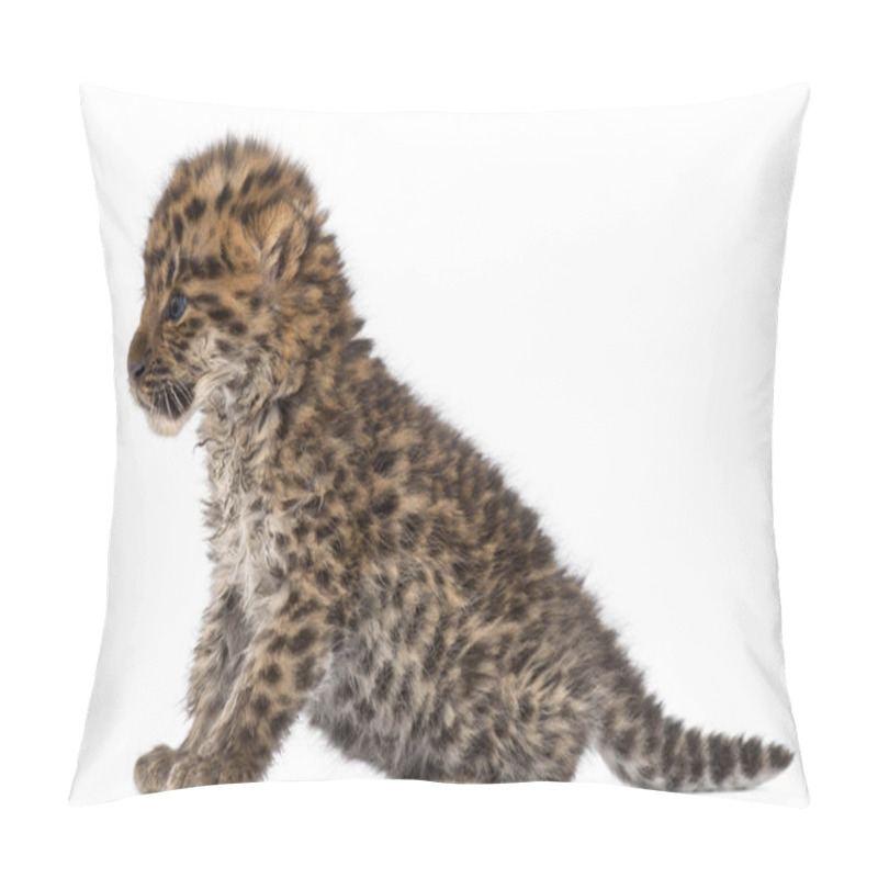 Personality  Amur Leopard Cub, Panthera Pardus Orientalis, 6 Weeks Old, In Fr Pillow Covers