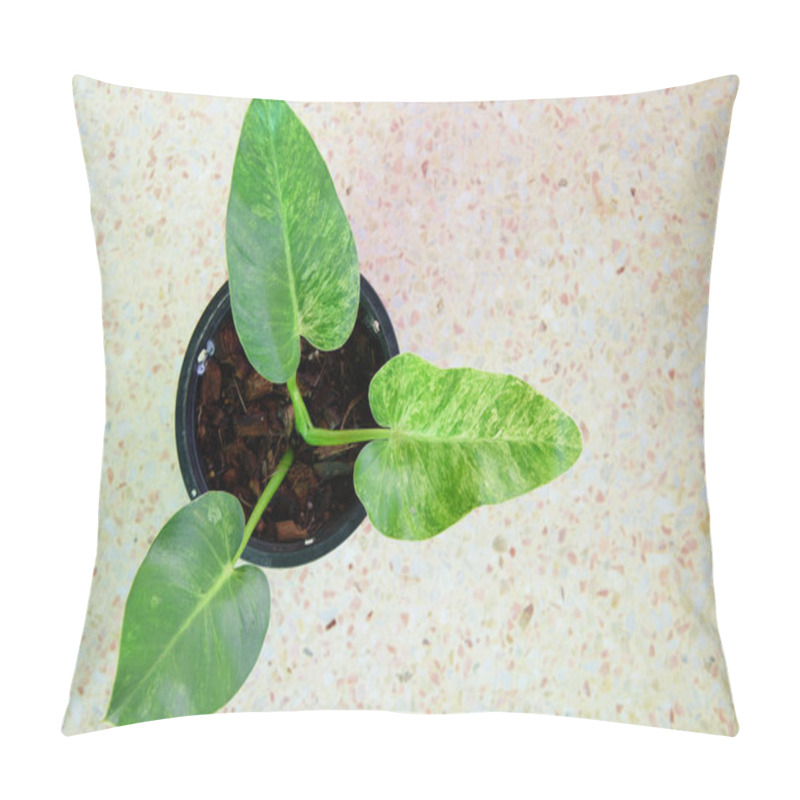 Personality  Closeup To Philodendron Giganteum Variegated Pillow Covers