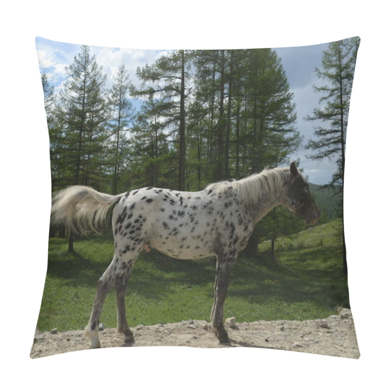 Personality   Horses In The Mountains Of Altai. Western Siberia. Russia Pillow Covers