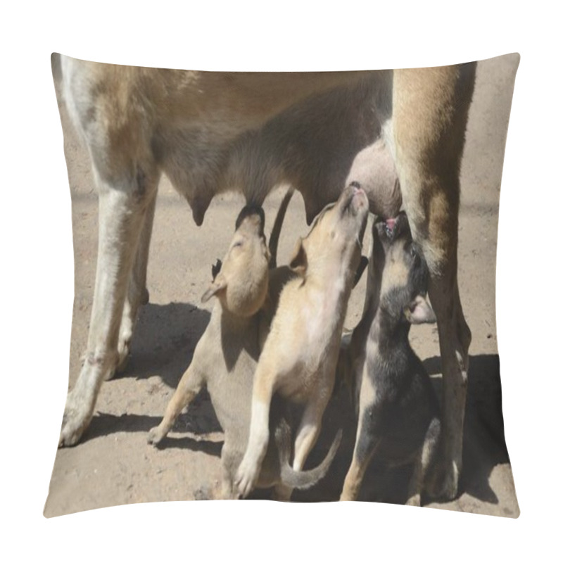 Personality  Puppy Drinking Milk From Mother, Kolkata, West Bengal, India, Asia Pillow Covers