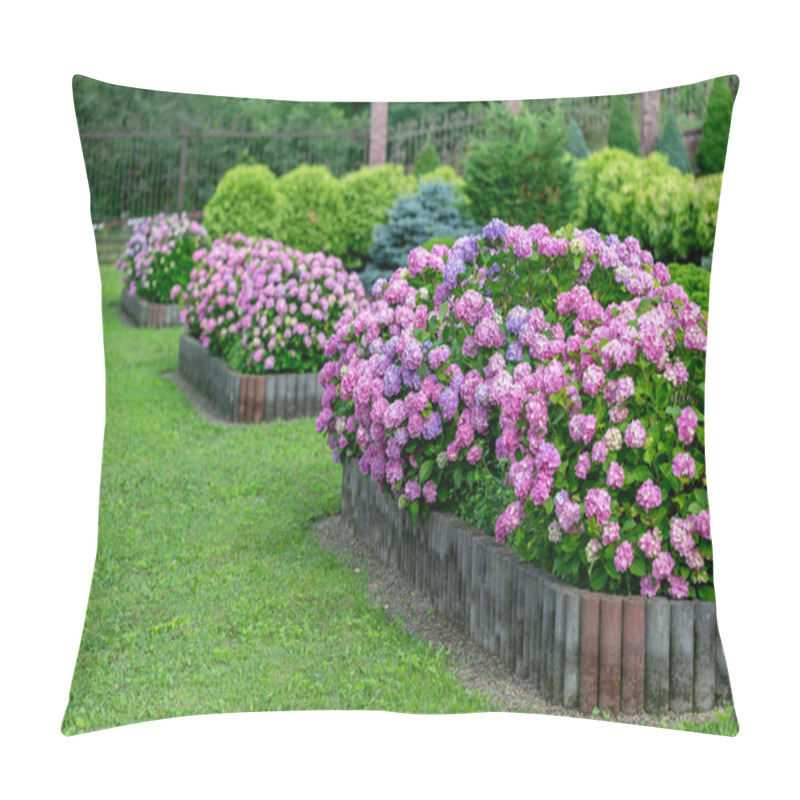 Personality  Hydrangea Flower (Hydrangea Macrophylla) In A Garden. Landscaping Using Hydrangea Macrophylla Bushes. Flowering Bush Of Blue And Red Colored Hydrangea Close-up. The Concept Of Landscaping. Pillow Covers