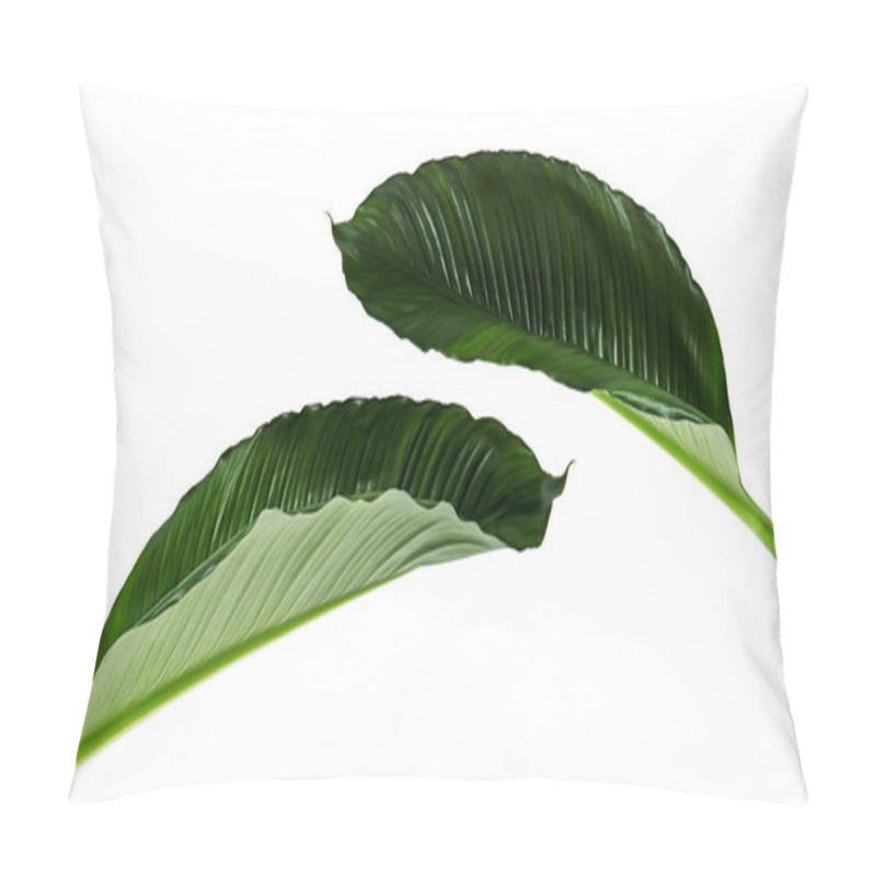 Personality  Large Leaves Of Spathiphyllum Or Peace Lily, Fresh Green Foliage Isolated On White Background, With Clipping Path Pillow Covers