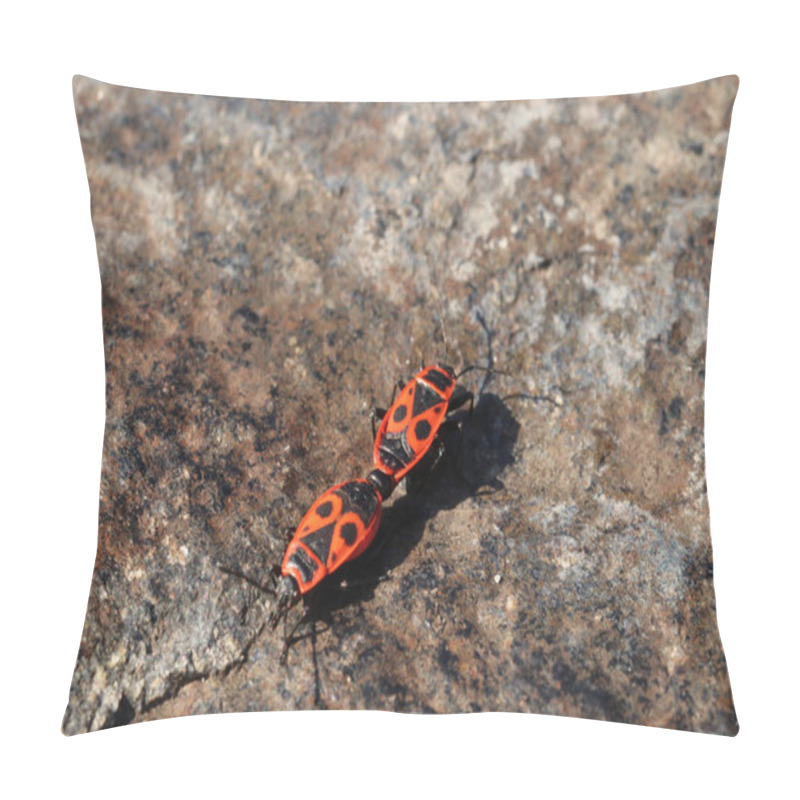 Personality  Firebugs( Pyrrhocoris Apterus). Common Insect Of The Family Pyrrhocoridae. Pillow Covers