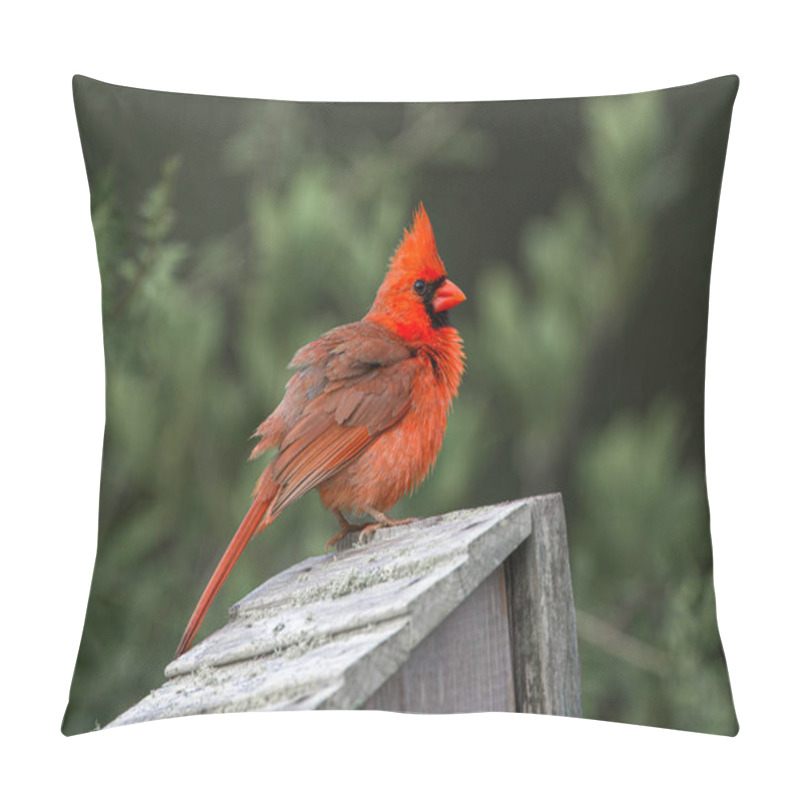 Personality  Fluffy Male Northern Cardinal - Cardinalis Cardinalis - Perched On Roof Of Bird Nesting Box, Bright Red Crimson Feathers With Head Crest Sticking Up Pillow Covers