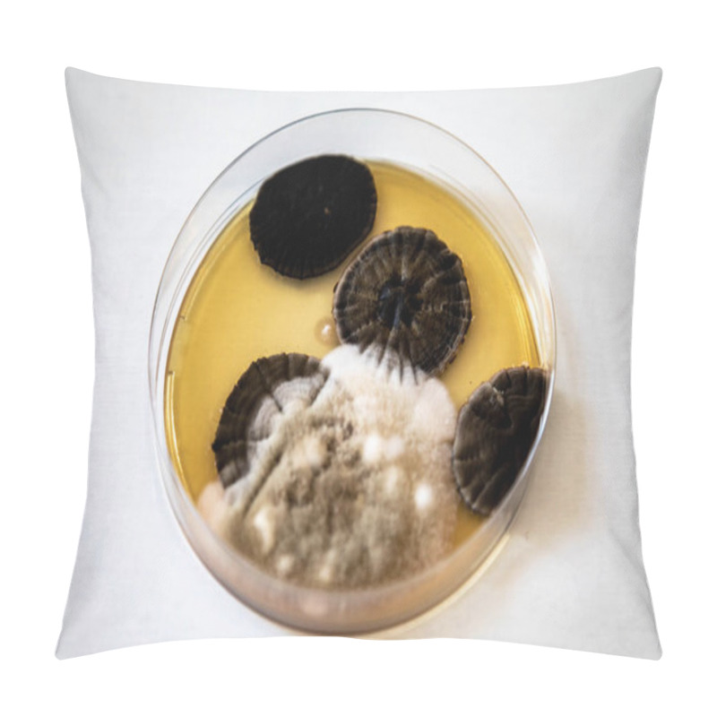 Personality  Fungal Colonies Growing On Sabouraud Agar Culture Medium Pillow Covers