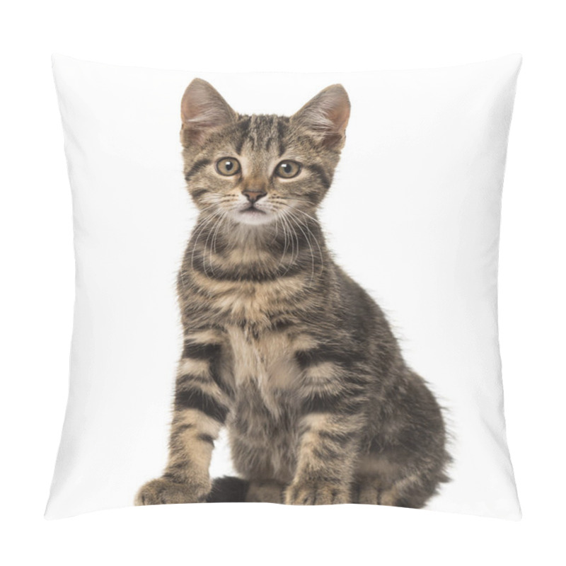 Personality  European Cat Sitting , Isolated On White Pillow Covers