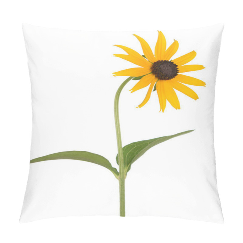 Personality  Black Eyed Susan Isolate On White Background Pillow Covers