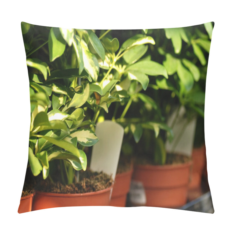 Personality  Shefflera Plants In Garden Center Pillow Covers