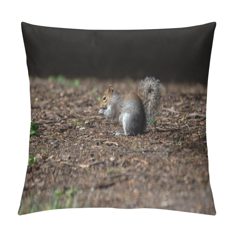 Personality  A Grey Squirrel In The National Botanic Gardens Of Dublin, Feeding On Seeds And Nuts. Pillow Covers