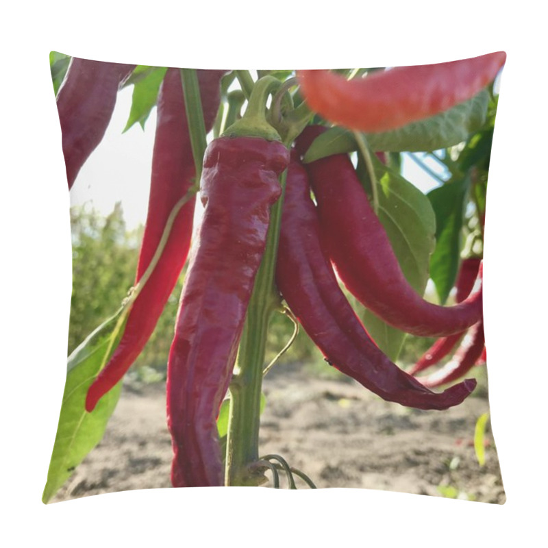 Personality  Photo On Theme Long Red Hot Chili Pepper Pillow Covers