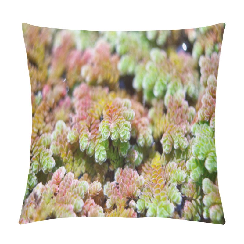 Personality  Close Up Duckweed, Mosquito Fern. Pillow Covers