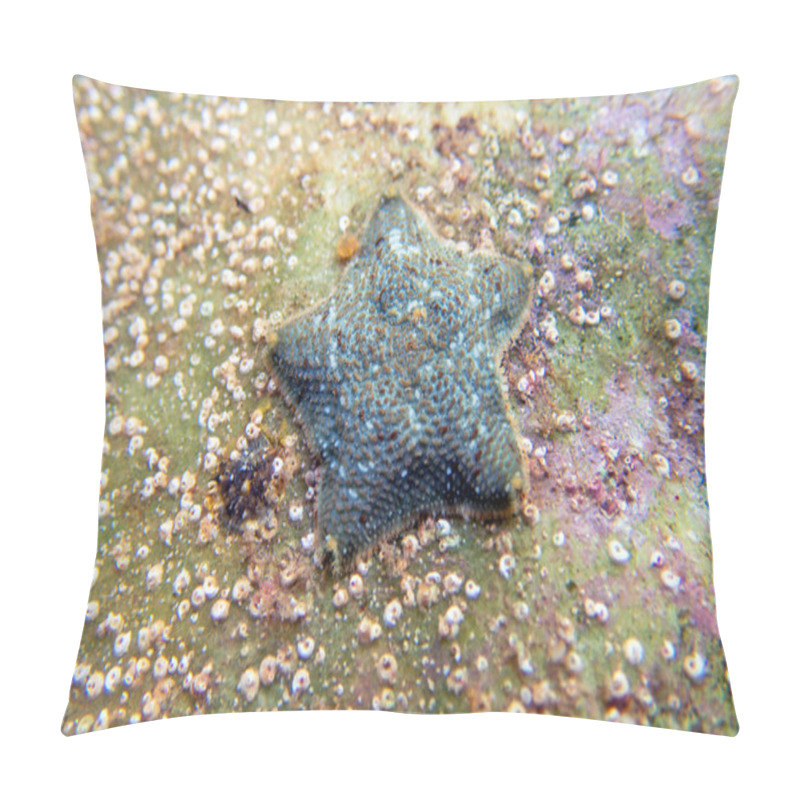 Personality  Starlet Cushion Starfish - Asterina Gibbosa Pillow Covers