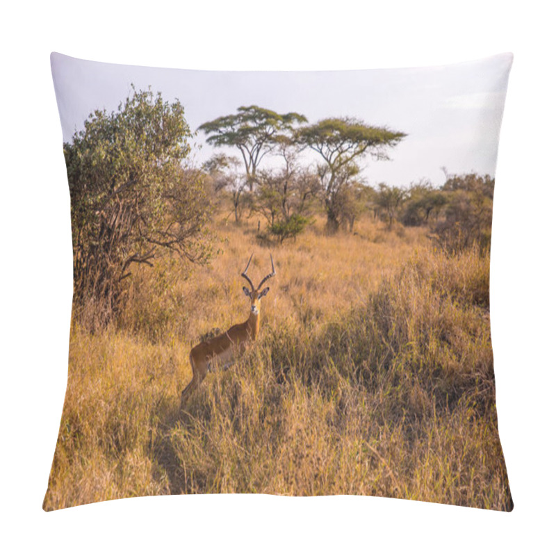 Personality  Gazelle In The Bush - Game Drive With Safari Car In Serengeti National Park In Beautiful Landscape Scenery, Tanzania, Africa Pillow Covers