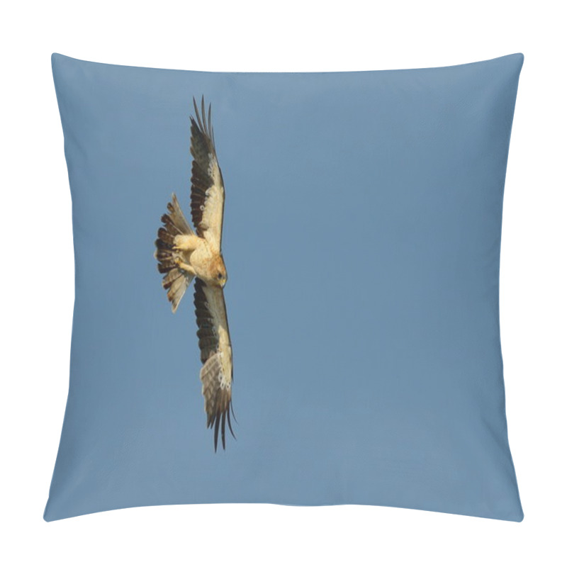 Personality  The Booted Eagle (Aquila Pennata) Pillow Covers