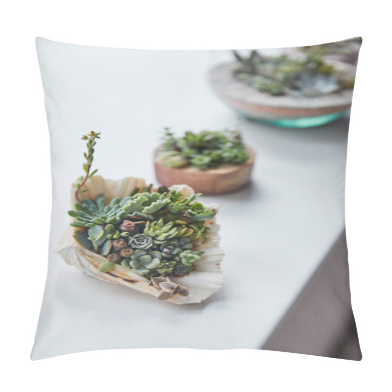 Personality  Selective Focus Of Green Succulent In Seashell On White Table Pillow Covers