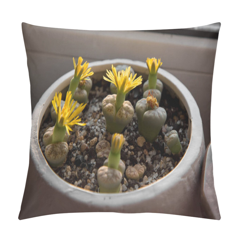 Personality  Yellow Lithops Flowers In A White Flower Pot On The Windowsill Pillow Covers