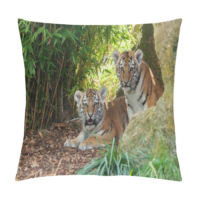 Personality  Two Adorable Amur Tiger Cubs Hiding In Shelter Pillow Covers