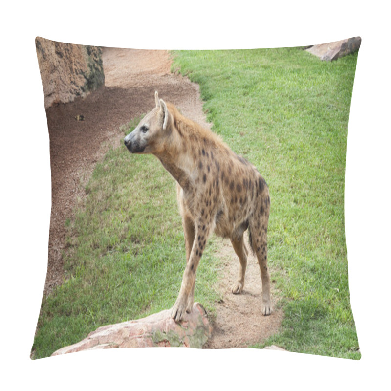 Personality  Striped Hyena (Hyaena Hyaena) With Broad Head And Dark Eyes Pillow Covers