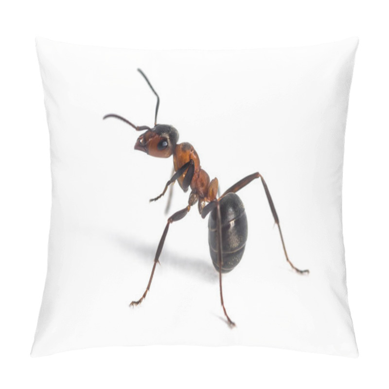 Personality  European Red Wood Ant, Formica Polyctena, Isolated On White Pillow Covers