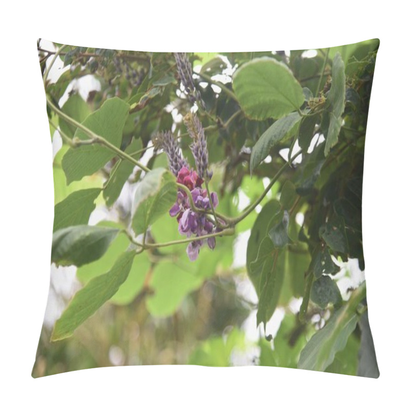 Personality  Kudzu Flowers. Fabaceae Perennial Vine. The Roots Are Edible And Medicinal. Pillow Covers