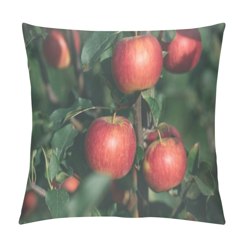 Personality  Close Up Of Organic Ripe Autumnal Apples On Tree Branches In Garden Pillow Covers