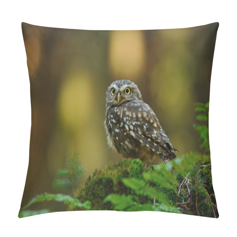 Personality  Little Owl Pillow Covers