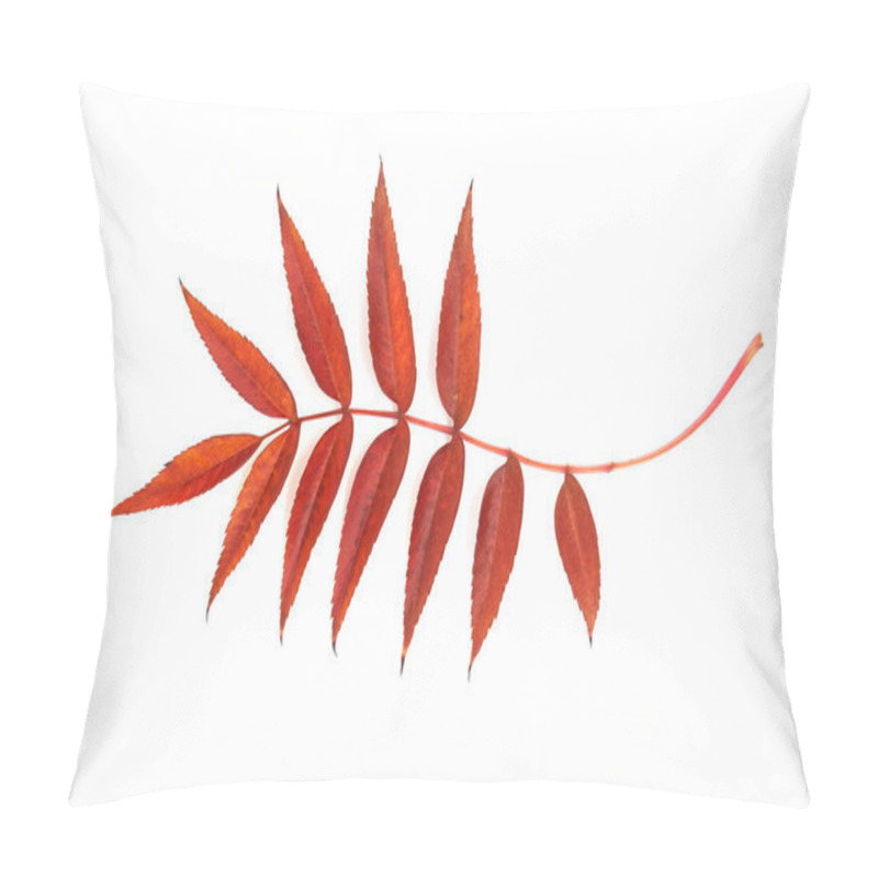 Personality  Close-up Of A Bright Red Rowan Leaf With Elongated Leaflets, Isolated On A White Background. Perfect For Nature, Autumn, Or Botanical Themes Pillow Covers