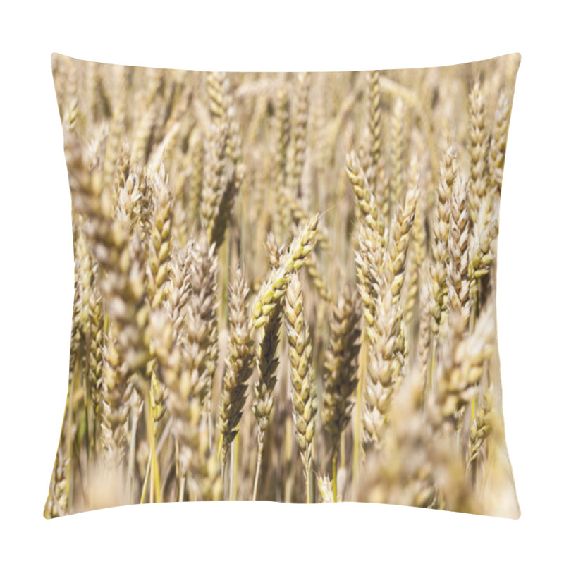 Personality  A Stack Of Straw Harvested From Straw Rapeseed During The Harvesting Of The Oil Culture, Summer Period Pillow Covers