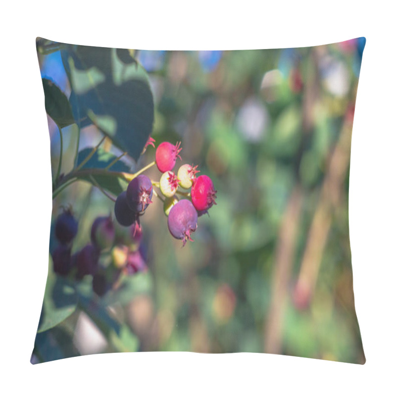 Personality  Sweet Purple Shadberry Berries Are Spiced On A Bush In The Forest Or In The Garden In Summer In The Sunlight And Glare Pillow Covers