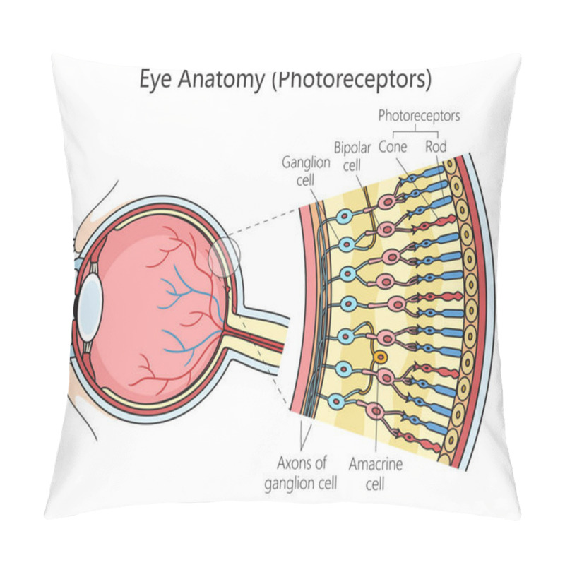 Personality  Human Eye Photoreceptor Cell Structure Scheme Diagram Schematic Raster Illustration. Medical Science Educational Illustration Pillow Covers