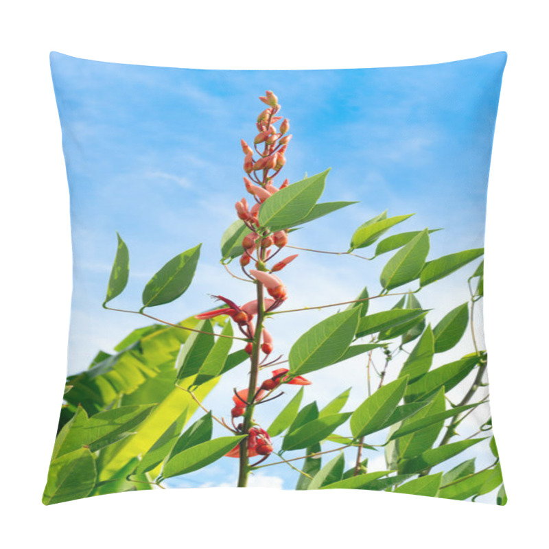 Personality  Erythrina Crista-galli Red Flower. Flowers That Reach Out Toward The Light. Blooms In Clusters On The Branches And Fresh Green Leaves. Background Of Clear Blue Sky. Pillow Covers