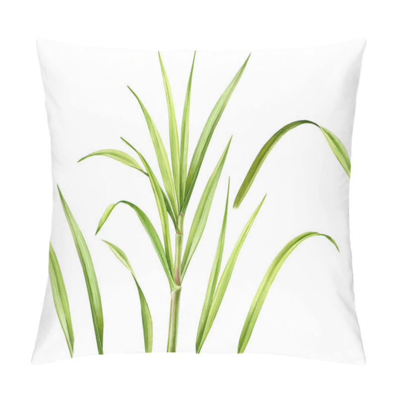 Personality  Watercolor Grass. Set Of Big Stem And Separate Leaves. Collection With Green Design Elements. Realistic Botanical Illustration For Packaging. Hand Drawn Sugar Cane Branch. High Quality Illustration Pillow Covers