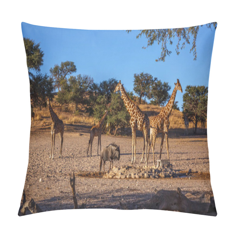 Personality  Small Group Of Giraffes At Waterhole In Kgalagadi Transfrontier Park, South Africa ; Specie Giraffa Camelopardalis Family Of Giraffidae Pillow Covers