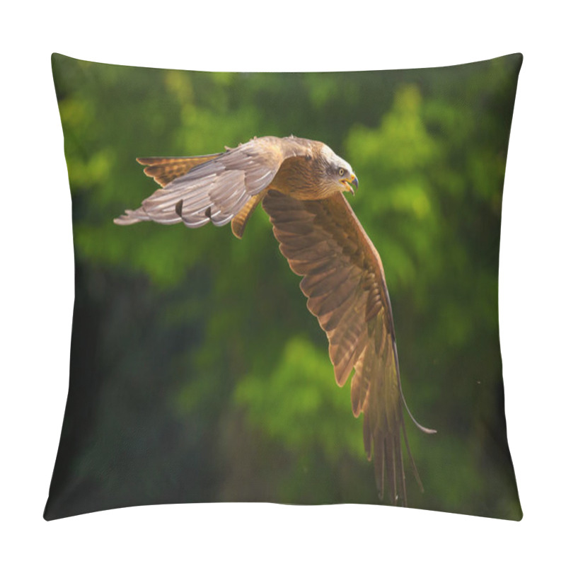 Personality  Black Kite Milvus Migrans In Flight Hunting Pillow Covers