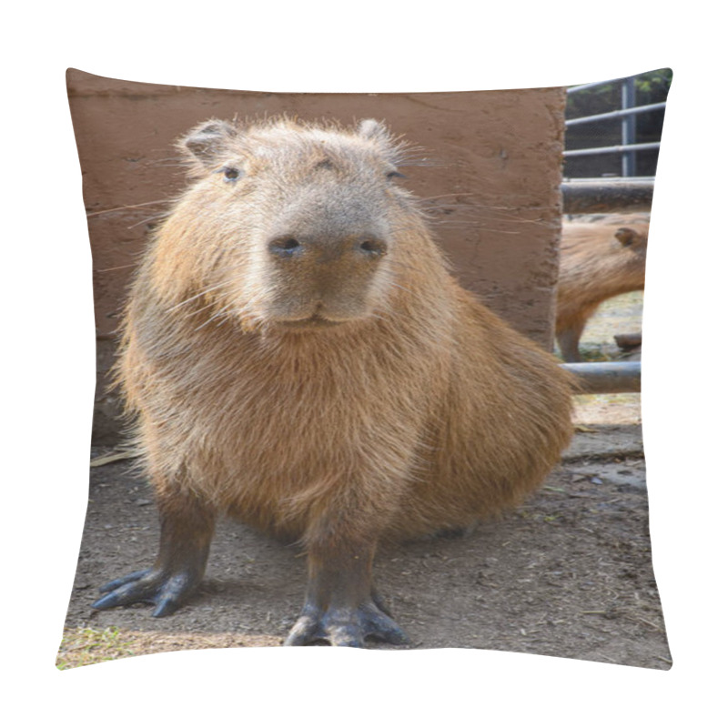 Personality  A Capybara Sitting In A Zoo For Conservation. Capybaras Are Hunted For Their Meat And Pelts. It Is The Largest Living Rodent In The World Native To South America. Pillow Covers