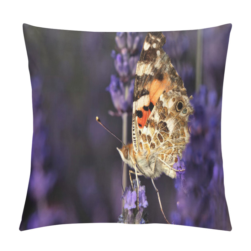 Personality  Butterfly. Painted Lady. Vanessa Cardui. Macro Nature. Nature Background.  Pillow Covers